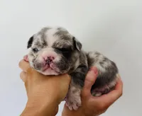 Woody, a male French Bulldog for sale in Poplarville, MS – Photo 2 of 7