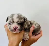 Woody, a male French Bulldog for sale in Poplarville, MS – Photo 4 of 7