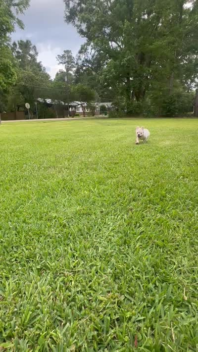 Buzz, a male French Bulldog for sale in Poplarville, MS – 9 of 10
