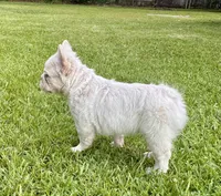 Buzz, a male French Bulldog for sale in Poplarville, MS – 5 of 10