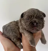 Slinky, a male French Bulldog for sale in Poplarville, MS – Photo 6 of 8