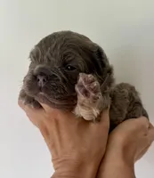 Slinky, a male French Bulldog for sale in Poplarville, MS – Photo 2 of 8