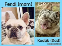 Slinky, a male French Bulldog for sale in Poplarville, MS – Photo 8 of 8