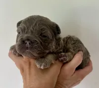 Slinky, a male French Bulldog for sale in Poplarville, MS – Photo 4 of 8