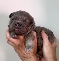 Slinky, a male French Bulldog for sale in Poplarville, MS – Photo 5 of 8