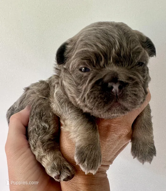 Slinky – French Bulldog puppy for sale in Poplarville, MS