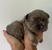 Slinky, a male French Bulldog for sale in Poplarville, MS – Photo 3 of 8