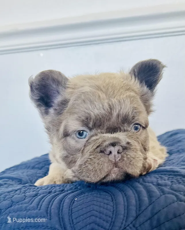 Slinky – French Bulldog puppy for sale in Poplarville, MS