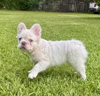 Buzz, a male French Bulldog for sale in Poplarville, MS – 6 of 10
