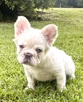 Buzz, a male French Bulldog for sale in Poplarville, MS – 7 of 10