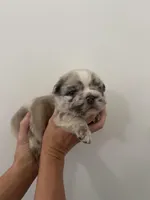 Bullseye, a male French Bulldog for sale in Poplarville, MS – Photo 4 of 7