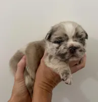 Bullseye, a male French Bulldog for sale in Poplarville, MS – Photo 2 of 7