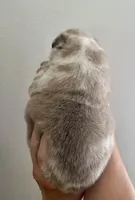 Bullseye, a male French Bulldog for sale in Poplarville, MS – Photo 6 of 7