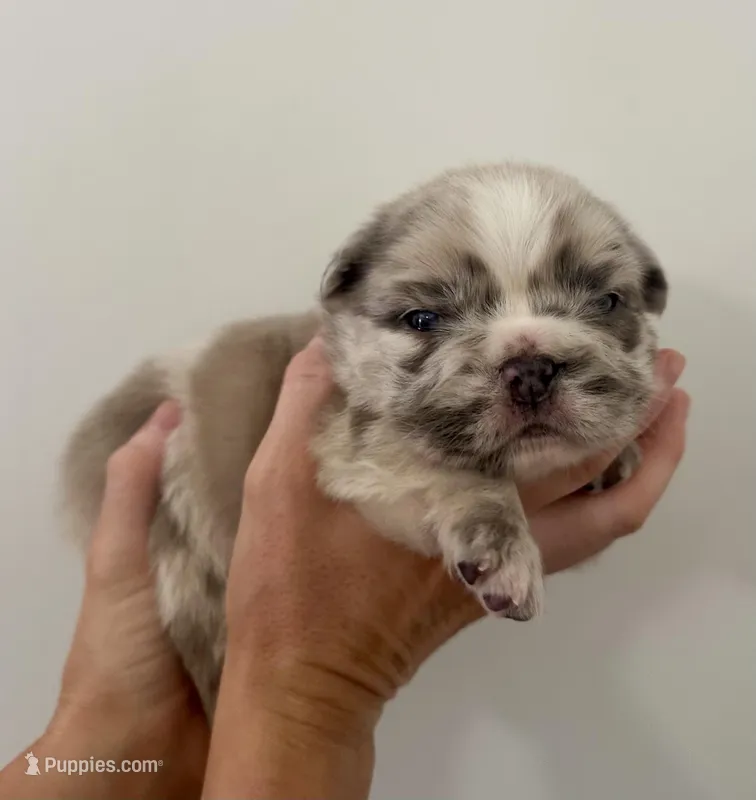 Bullseye – French Bulldog puppy for sale in Poplarville, MS