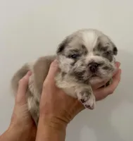 Bullseye, a male French Bulldog for sale in Poplarville, MS – Photo 1 of 7