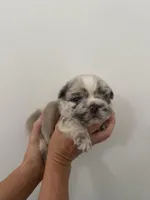 Bullseye, a male French Bulldog for sale in Poplarville, MS – Photo 5 of 7