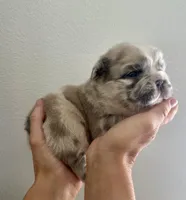 Bullseye, a male French Bulldog for sale in Poplarville, MS – Photo 3 of 7