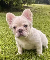 Buzz, a male French Bulldog for sale in Poplarville, MS – 4 of 10