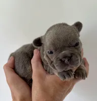 Rex, a male French Bulldog for sale in Poplarville, MS – Photo 3 of 6