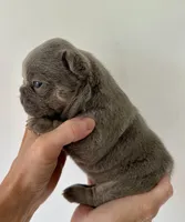 Rex, a male French Bulldog for sale in Poplarville, MS – Photo 5 of 6