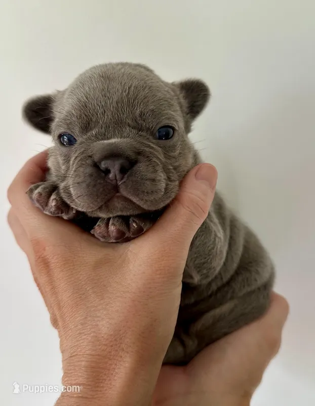 Rex – French Bulldog puppy for sale in Poplarville, MS