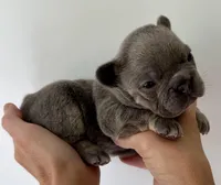 Rex, a male French Bulldog for sale in Poplarville, MS – Photo 2 of 6