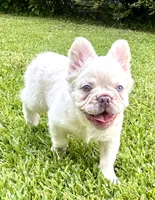 Buzz, a male French Bulldog for sale in Poplarville, MS – 3 of 10