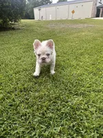 Buzz, a male French Bulldog for sale in Poplarville, MS – 8 of 10