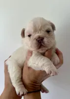 Buzz, a male French Bulldog for sale in Poplarville, MS – Photo 4 of 7