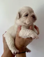 Buzz, a male French Bulldog for sale in Poplarville, MS – Photo 2 of 7