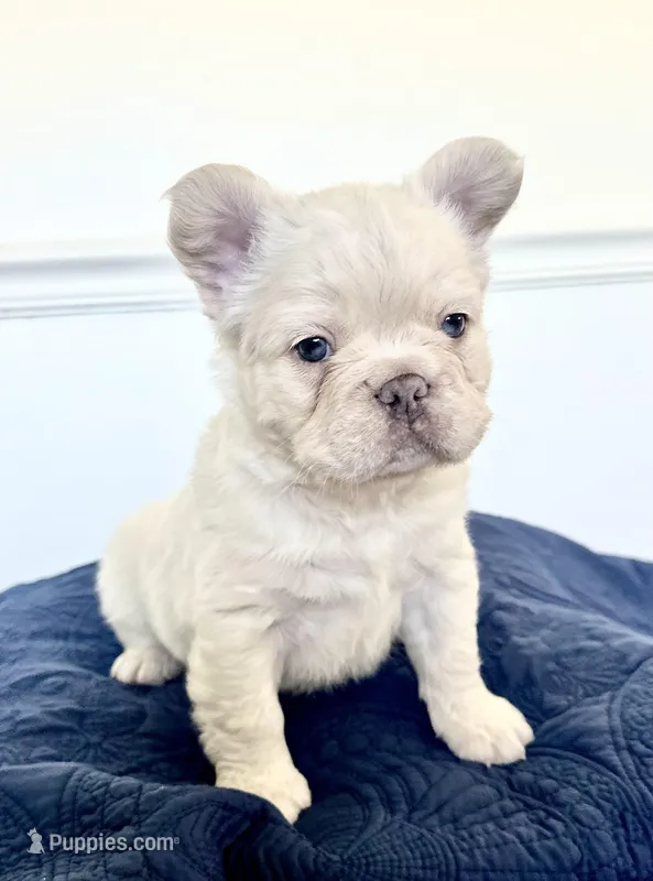 Buzz – French Bulldog puppy for sale in Poplarville, MS