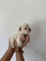 Buzz, a male French Bulldog for sale in Poplarville, MS – Photo 5 of 7