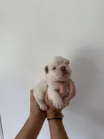 Buzz, a male French Bulldog for sale in Poplarville, MS – Photo 6 of 7