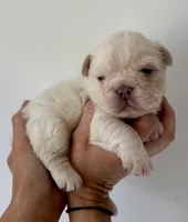 Buzz, a male French Bulldog for sale in Poplarville, MS – Photo 1 of 7