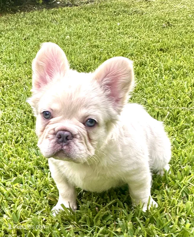 Buzz – French Bulldog puppy for sale in Poplarville, MS