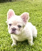 Buzz, a male French Bulldog for sale in Poplarville, MS – 1 of 10