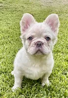 Buzz, a male French Bulldog for sale in Poplarville, MS – 2 of 10