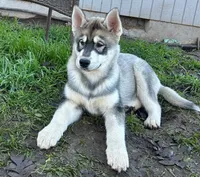 Prince, a male Siberian Husky for sale in Medford, OR – Photo 7 of 10