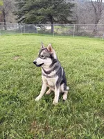 Prince, a male Siberian Husky for sale in Medford, OR – Photo 4 of 10