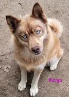 Prince, a male Siberian Husky for sale in Medford, OR – Photo 9 of 10