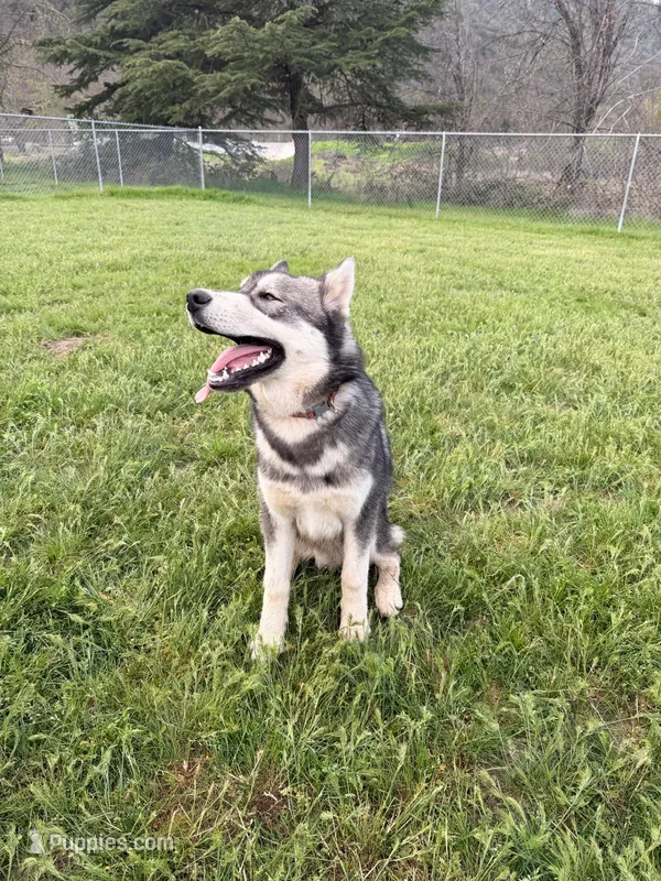 Prince – Siberian Husky puppy for sale in Medford, OR