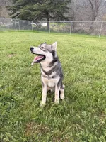 Prince, a male Siberian Husky for sale in Medford, OR – Photo 1 of 10