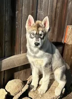 Prince, a male Siberian Husky for sale in Medford, OR – Photo 6 of 10
