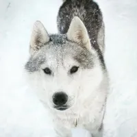 Prince, a male Siberian Husky for sale in Medford, OR – Photo 10 of 10