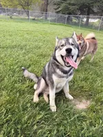 Prince, a male Siberian Husky for sale in Medford, OR – Photo 3 of 10