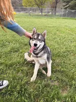 Prince, a male Siberian Husky for sale in Medford, OR – Photo 2 of 10
