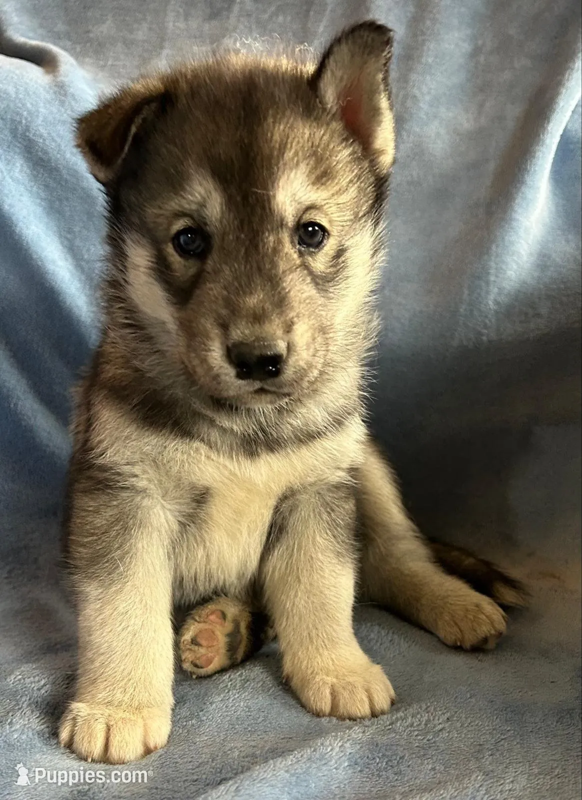 Prince, a male Siberian Husky for sale in Medford, OR – Photo 8 of 10