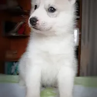 King, a male Siberian Husky for sale in Medford, OR – Photo 4 of 5