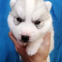 King, a male Siberian Husky for sale in Medford, OR – Photo 5 of 5