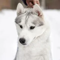 King, a male Siberian Husky for sale in Medford, OR – Photo 2 of 5